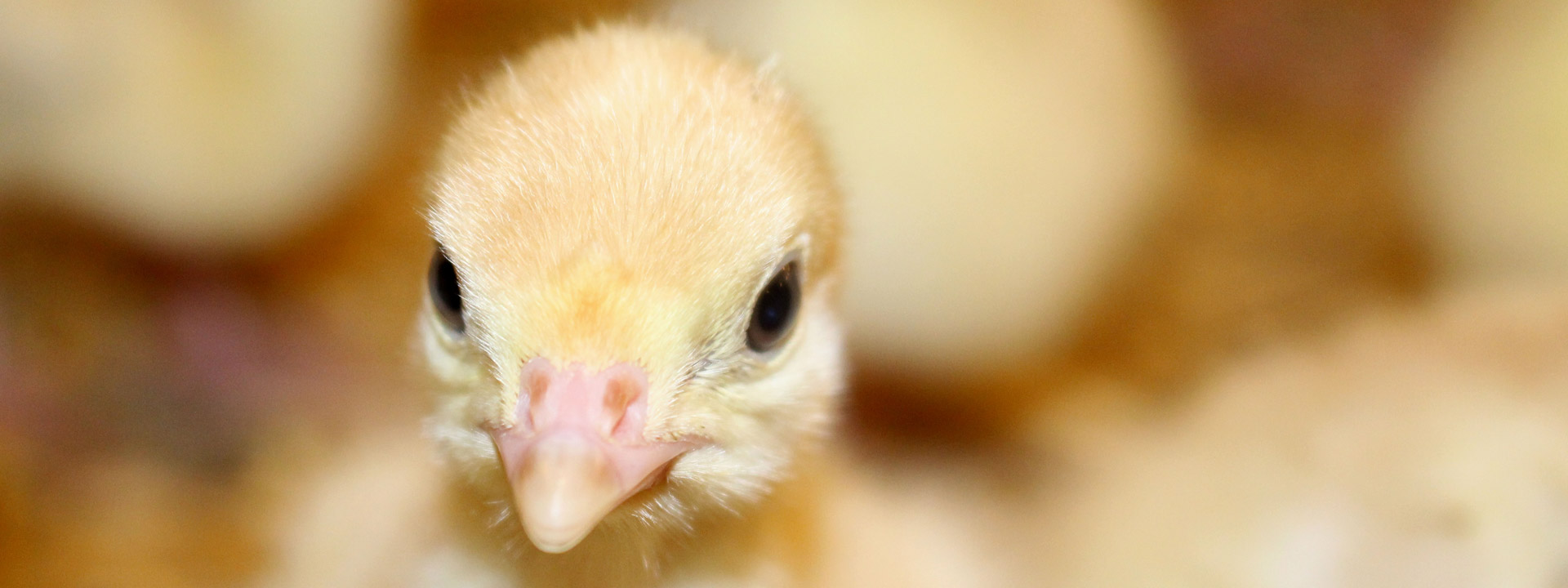 Artgerechte Tierhaltung